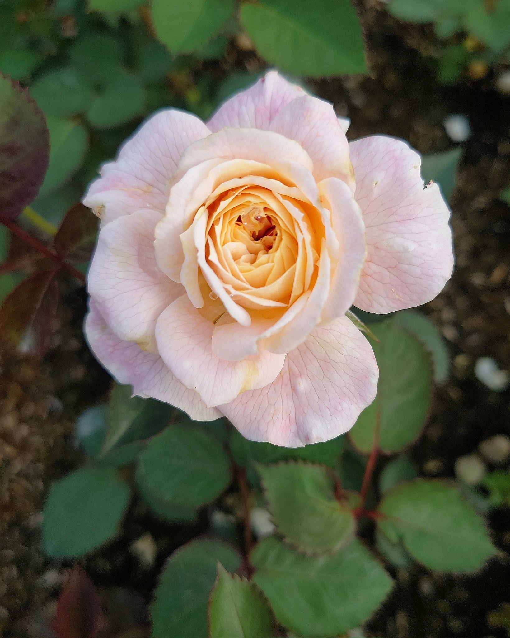薔薇　バラ バラ ムーンライトハニー 一輪だけであるが、きれいな花が咲いた