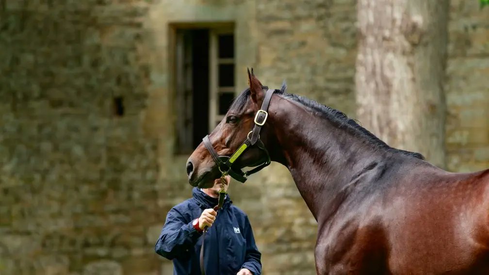 A first northern hemisphere Group 1 winner for Almanzor as Gezora lands the Prix de Diane Longines. 

The filly was bred by Haras d'Etreham out of the top-level-winning Silver Hawk mare Germance, making her a half-sister to black-type performer Garance.