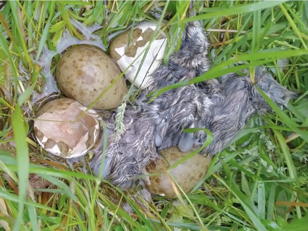 Heartbreaking news- an intense storm (40 mm) while one of our #curlew families was hatching.
All the chicks died of exposure, one in the egg.  Poor Mum couldn’t keep them dry and warm. She lost her first nest this year to a stoat and all her chicks in the previous 2 years to fox