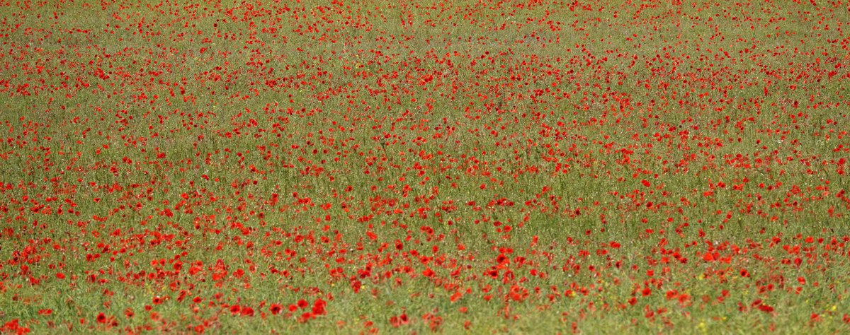 Nico1ame's tweet image. Lovely local find for #Day15 of #30DaysWild  - a local #poppy field! Stunning :) @WildlifeTrusts @30DaysWild