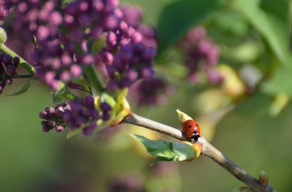 “The simple things are also the most extraordinary things, and only the wise can see them.”

- Paolo Coehlo