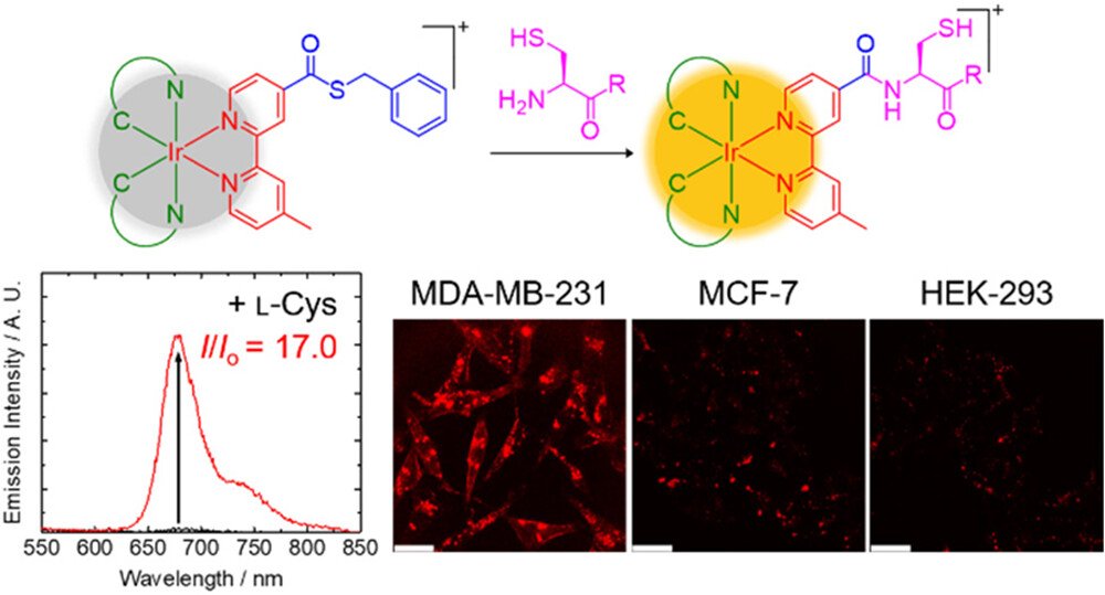 Leveraging the Aminothiol-Specific Phosphorogenic Response of Iridium(III) Thioester Complexes for the Development of Intracellular Sensors &amp; Cancer Phototherapeutics pubs.acs.org/doi/10.1021/ja… Yam, Lo, &amp; co-workers <a href="/JACS_Au/">JACS Au</a> #iridium #thioester #N_terminal #cysteine #phosphorogenic