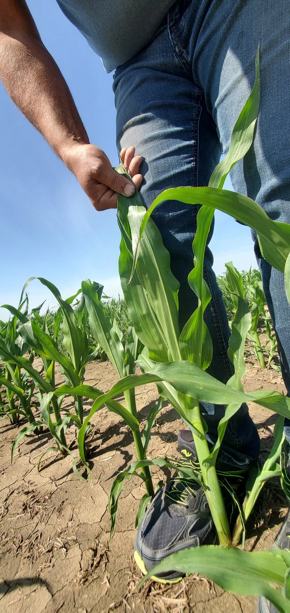 Knee high by the 4th of July? What part of the corn plant should we be measuring here?