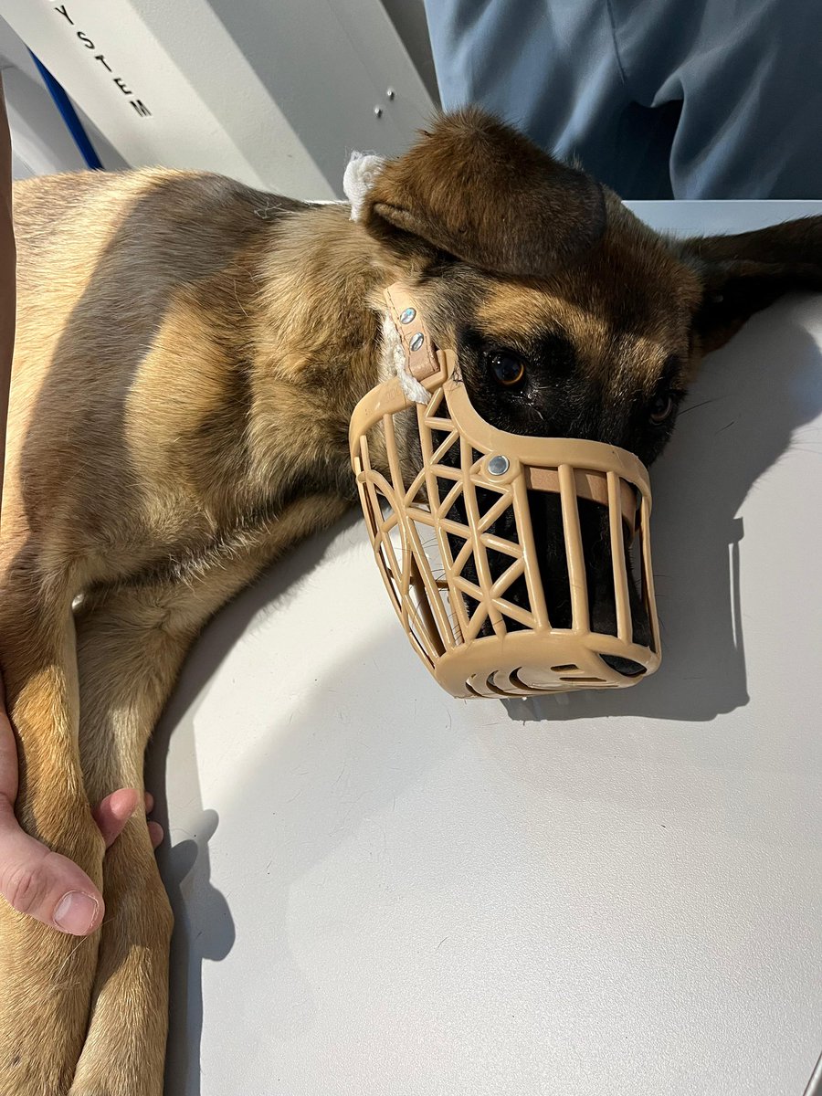 Çok acil! 🆘
Bu yavrumuza araba çarptı. Hayati tehlikeyi atlattı ama arka ayaklarını kurtarması için acil ameliyat olması gerekiyor.
Masrafı karşılayamıyoruz, destek olmazsak klinikten almamız gerekecek.
Lütfen RT veya destek! 🙏
#destek #yardım #sokakhayvanları #köpekdestek