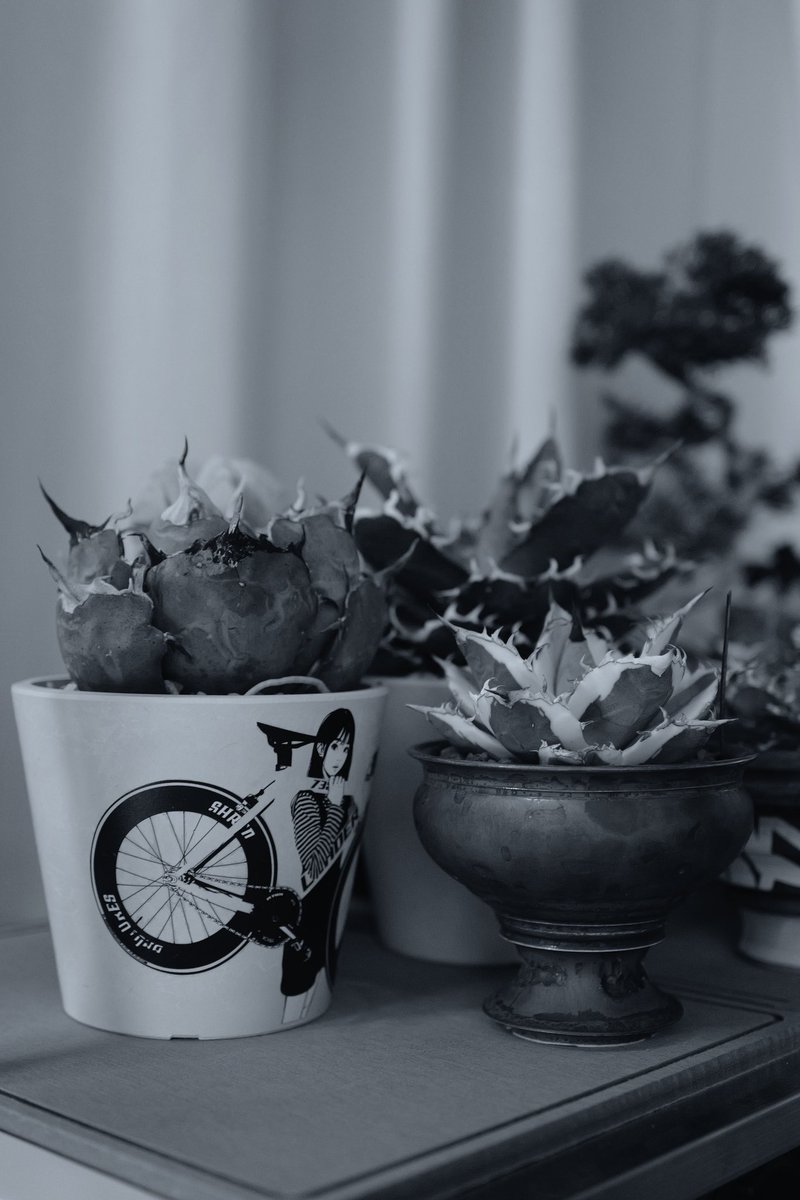 植物撮るのにモノクロは微妙かと思ってたけど
アガベは鉢含めてシルエット映えするしアリかも