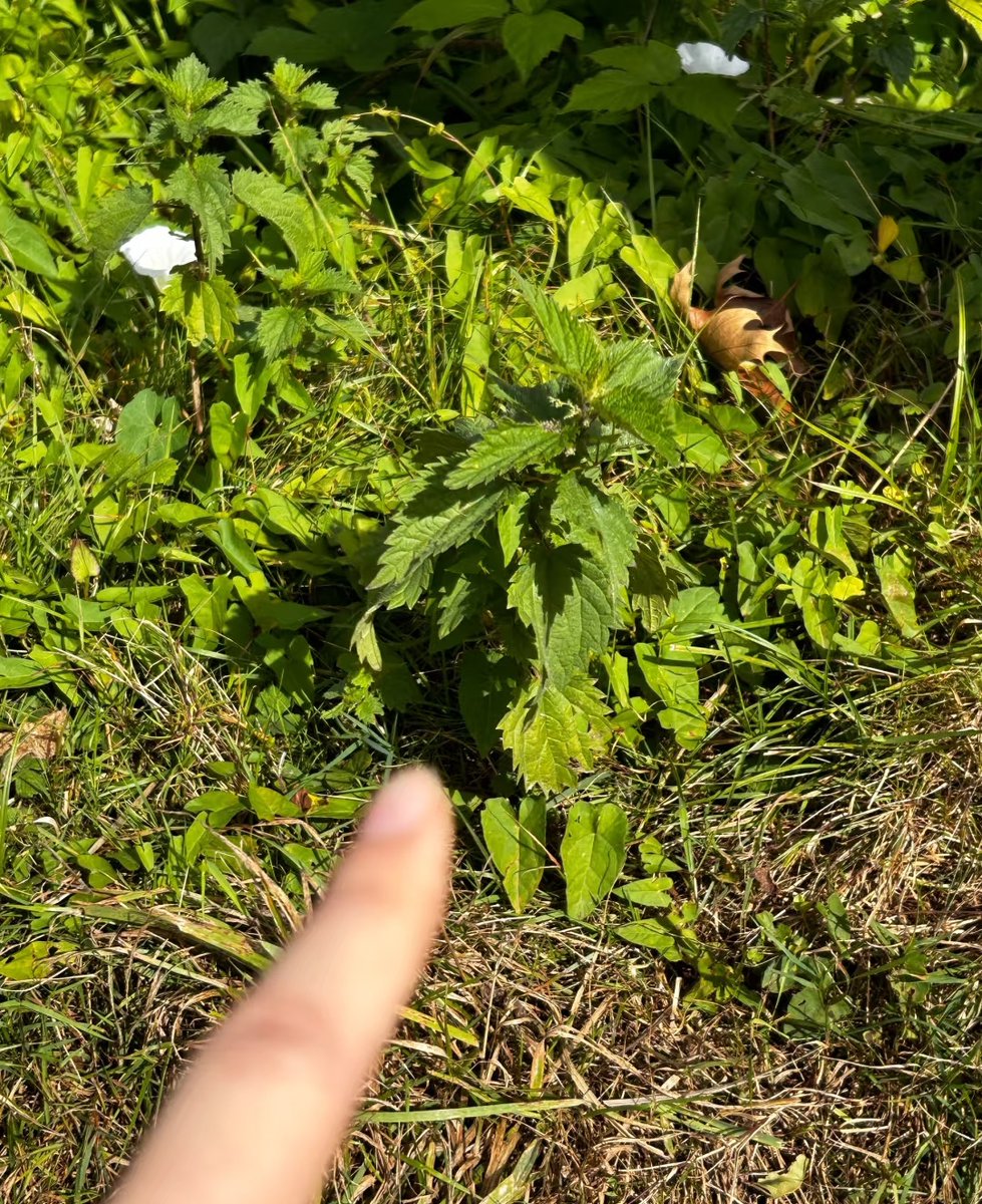 look at this green

#openseatouchgrass