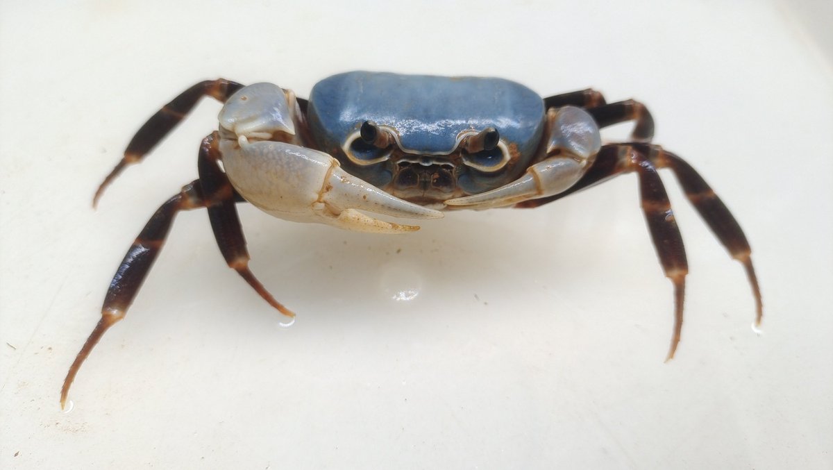 CrustaceanAmat1's tweet photo. Lacunipotamon albusorbitum https://t.co/t7dsDXQw0v