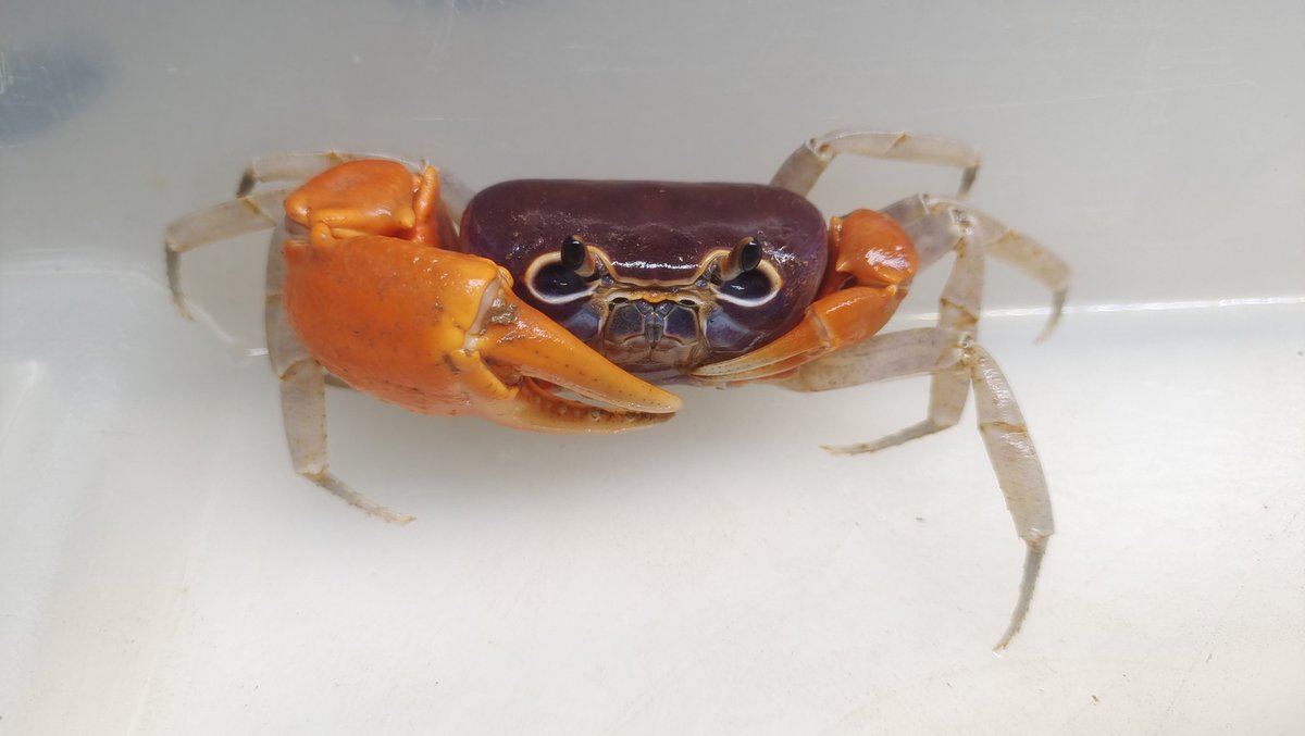 CrustaceanAmat1's tweet photo. Lacunipotamon albusorbitum https://t.co/t7dsDXQw0v