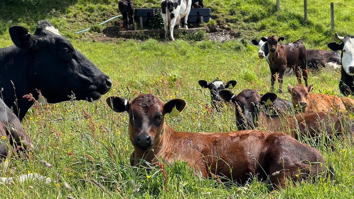 Our pastures are growing really well after all the rain we've been having recently. The cows and calves are loving munching it, and relaxing in it.

#cowcalfdairy