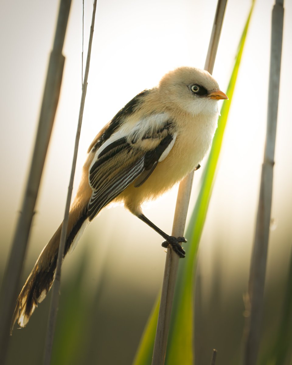 Bārdzīlēns (15.06.2025, Ainaži)
#Panurusbiarmicus