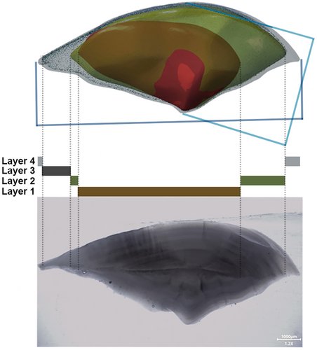 otolith_lin's tweet photo. Excellent collaboration with geo- and otolith-chemists:
https://t.co/MwT90yIwl0
Our novel 3D-otolith techniques were applied successfully.
#海洋古生物實驗室 #中研院生物多樣性研究中心 #台灣魚類 #魚類耳石
#otolith #taiwanfish #marinefossil https://t.co/CI450YMHe9