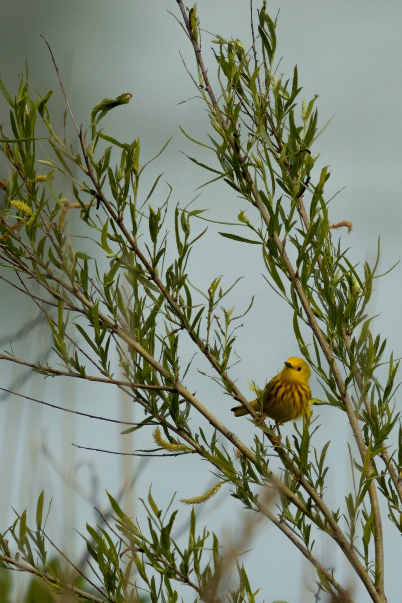 Pat Misur tweet media