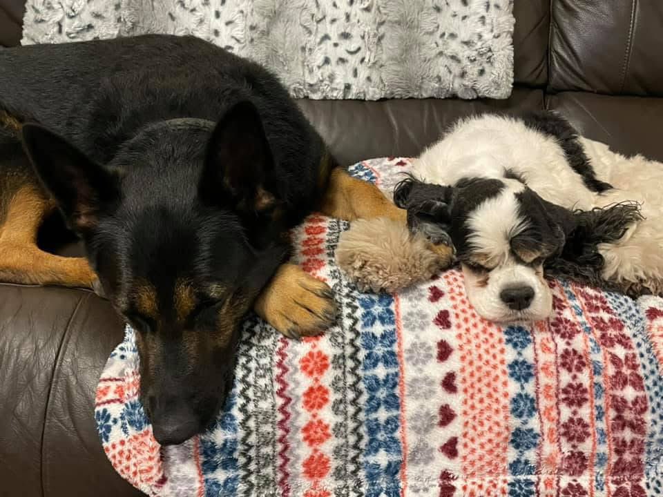 RpdDixie's tweet image. Weโve had to say good bye to our beloved Jamie this morning She was 15 We are very sad and will miss her terribly ๐๐๐๐พ