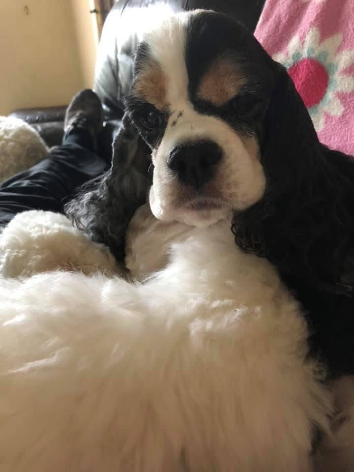 RpdDixie's tweet image. Weโve had to say good bye to our beloved Jamie this morning She was 15 We are very sad and will miss her terribly ๐๐๐๐พ