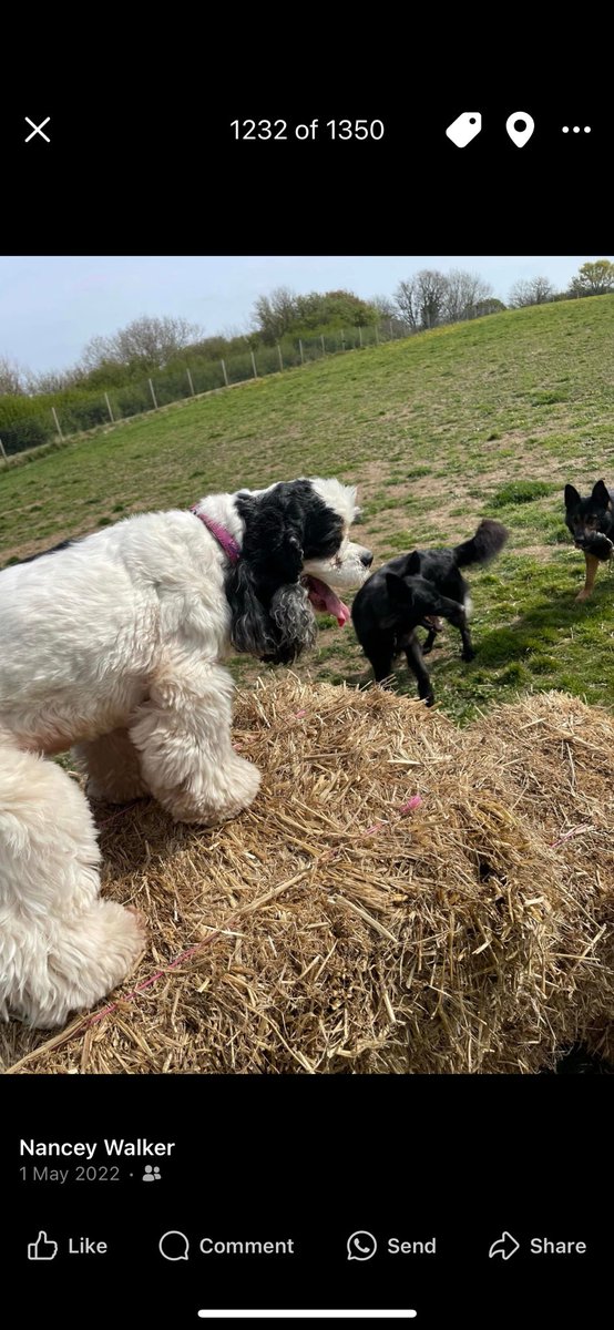 RpdDixie's tweet image. Weโve had to say good bye to our beloved Jamie this morning She was 15 We are very sad and will miss her terribly ๐๐๐๐พ