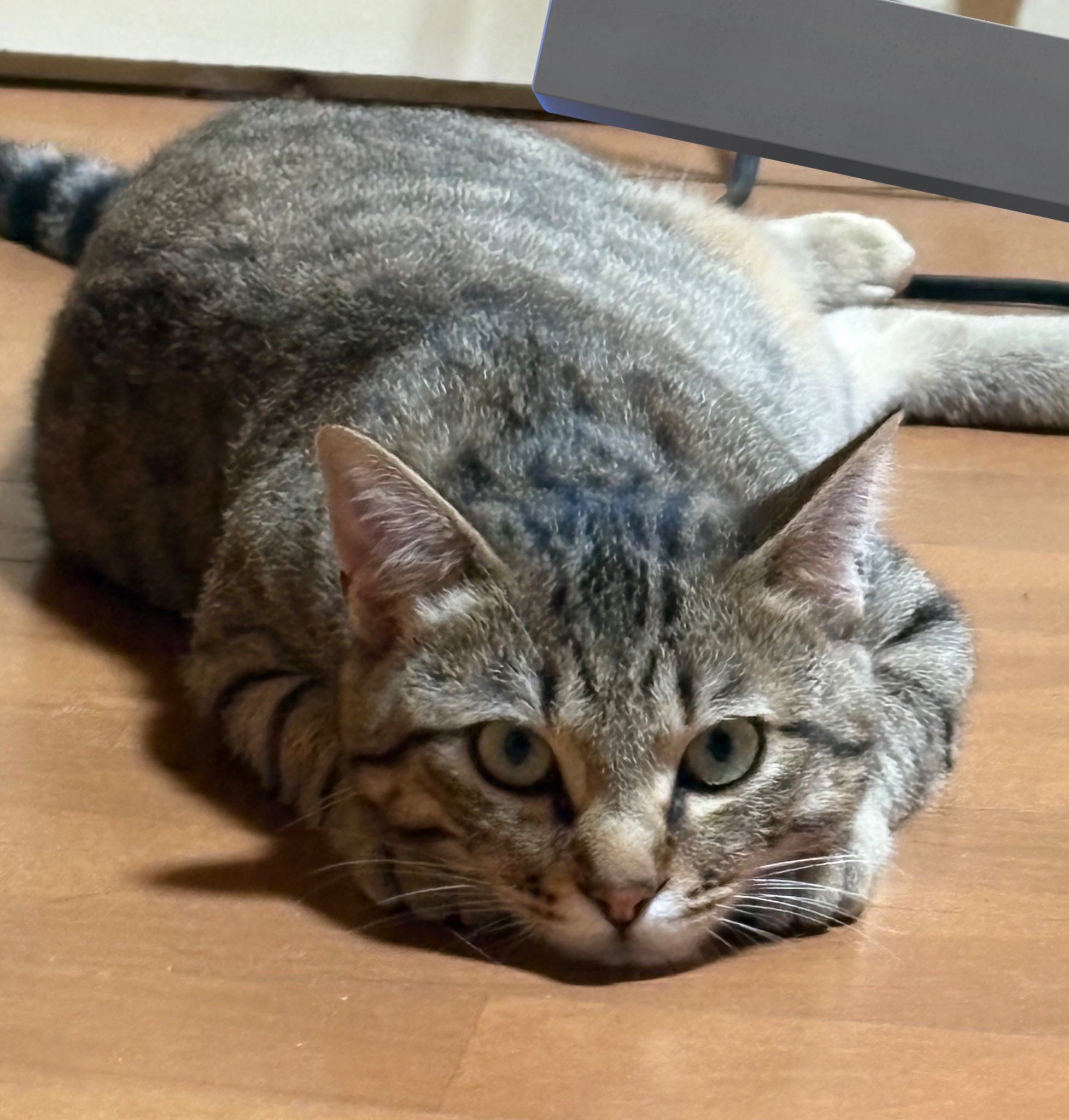謎のネコさん来ました | にゃんQ事務局