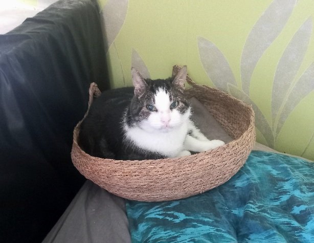 Mens dacht een mandje voor onze speeltjes gekocht te hebben. 
Nâh, dacht het effen niet.😸