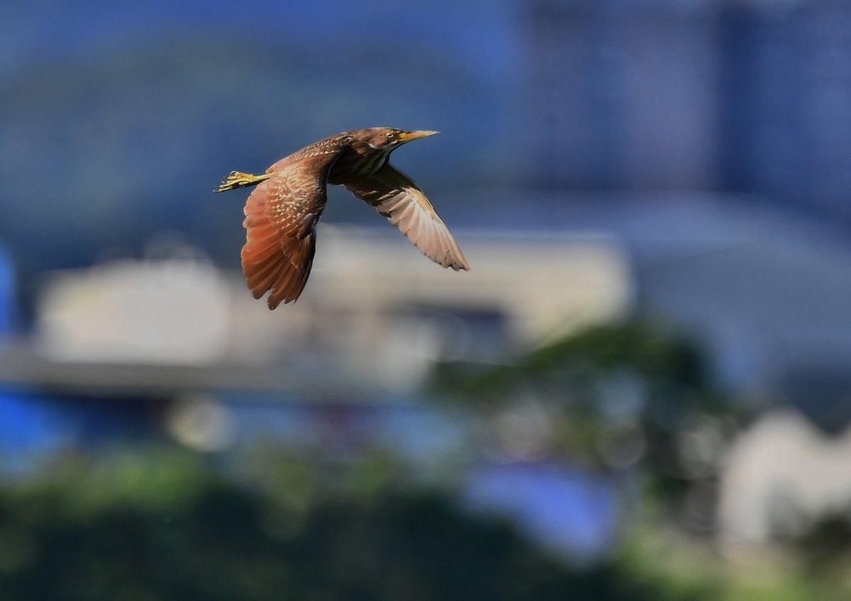 MFCHIIU's tweet photo. 栗小鷺
Cinnamon Bittern  
リュウキュウヨシゴイ https://t.co/zIgsFINaJY