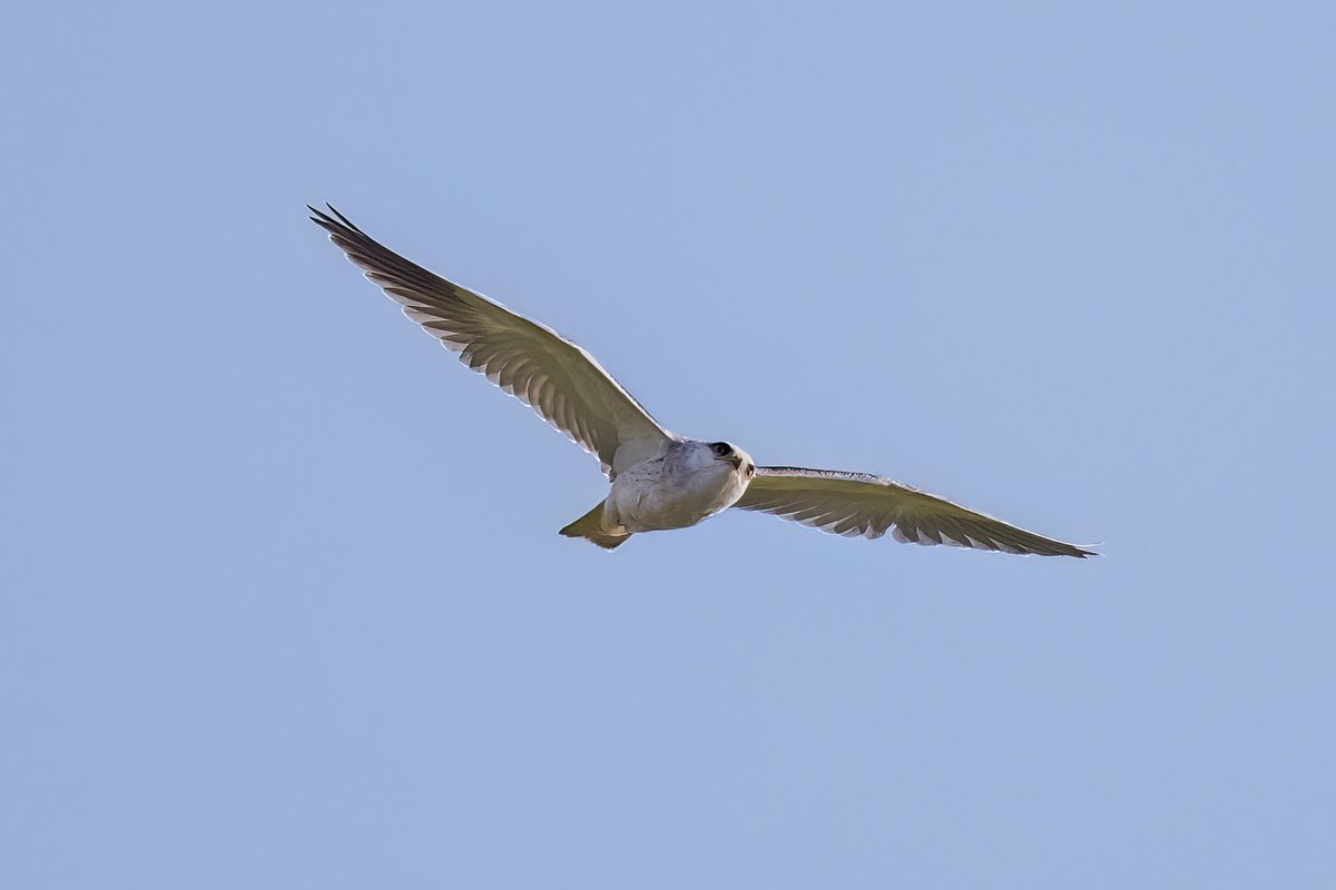 Brian Martin (@briansmrtyr1) on Twitter photo There is nothing like having an inquisitive Black shouldered Kite checking you out. π
<a href="/teesbirds1/">teesbirds</a> <a href="/DurhamBirdclub/">Durham Bird Club</a> <a href="/teeswildlife/">Tees Wildlife</a> <a href="/Natures_Voice/">RSPB</a> <a href="/NatureUK/">NatureUK</a> <a href="/WildlifeMag/">BBC Wildlife</a> <a href="/BBCSpringwatch/">BBC Springwatch</a>
#birdwatching #wildlifephotography #birds There is nothing like having an inquisitive Black shouldered Kite checking you out. π
<a href="/teesbirds1/">teesbirds</a> <a href="/DurhamBirdclub/">Durham Bird Club</a> <a href="/teeswildlife/">Tees Wildlife</a> <a href="/Natures_Voice/">RSPB</a> <a href="/NatureUK/">NatureUK</a> <a href="/WildlifeMag/">BBC Wildlife</a> <a href="/BBCSpringwatch/">BBC Springwatch</a>
#birdwatching #wildlifephotography #birds