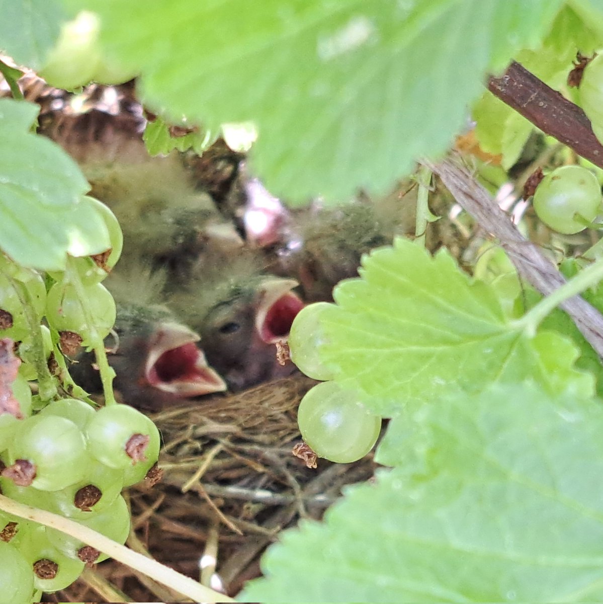 Peipolla pesä punaherukkapuskassa