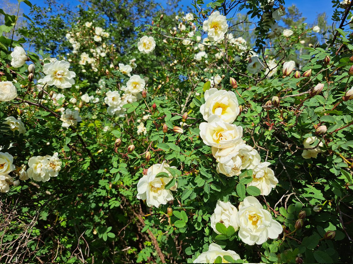 Juhannusruusun huumaa