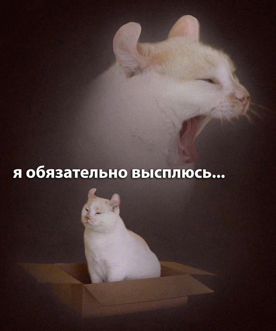 cats, i love cats (@catsilcats) on Twitter photo 