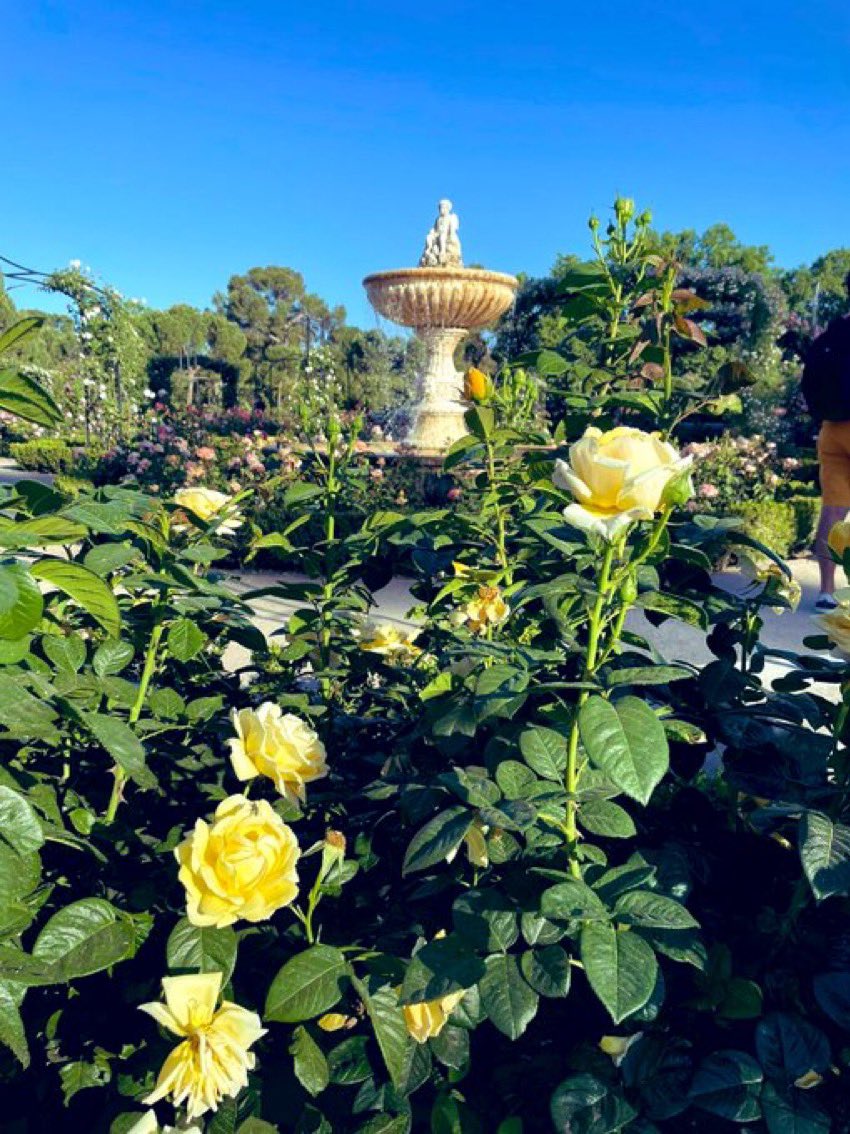 <a href="/vs_ch12/">Vašek</a> Buenas tardes querido Vašek. Los lugares por donde paseas son muy hermosos. A veces viajamos lejos de casa y al lado tenemos sitios preciosos donde alegrarnos los ojos y podemos hacer preciosas flores como las que envías hoy.
Feliz día y feliz semana.

Mi📷una hermosa rosaleda