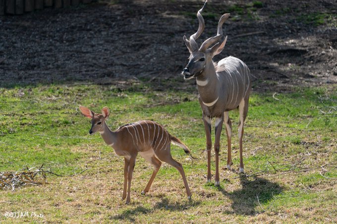 Happy Father's Day! Make the dads in your life feel extra special this year at the Cincinnati Zoo. Every dad that comes to the Zoo on Father’s Day will get in for FREE! cincinnatizoo.org/events/fathers…