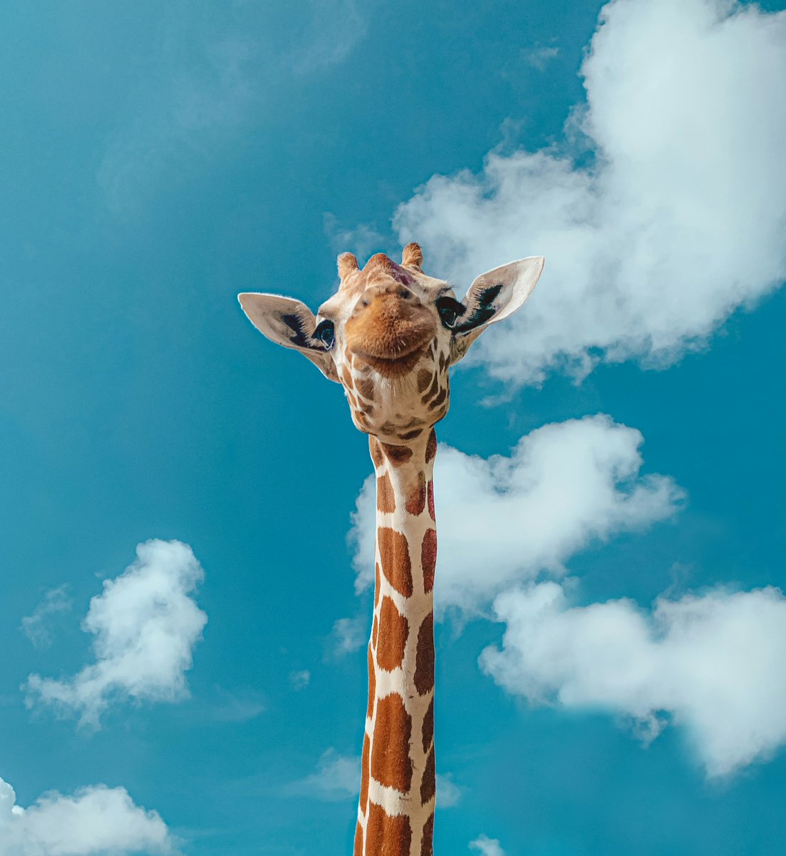 Q: Why is a giraffe such a good father? 🦒 

 A: Because he is someone you can look up to! 

💛 Happy Father’s Day to all the dads and father figures out there.