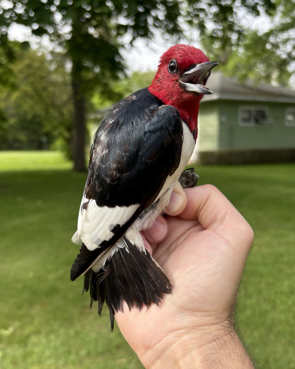 IVORY-BILLED WOODPECKER IN THE NET!!! 🤯🤯🤯🤯🤯