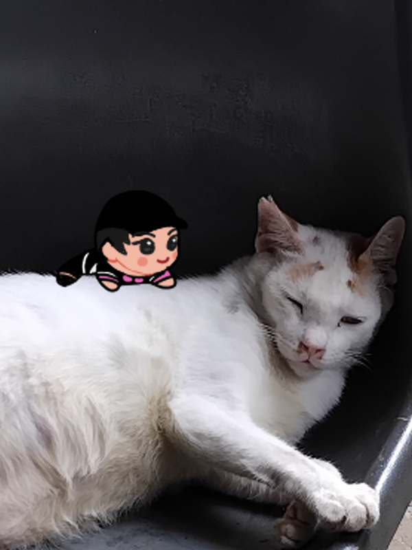 arrachive's tweet photo. uchimura and fisip uwiw kitty
(the chibigurumi design belongs to bandai namco banpresto and i do not take any profit with these pictures) https://t.co/iemz3CL869