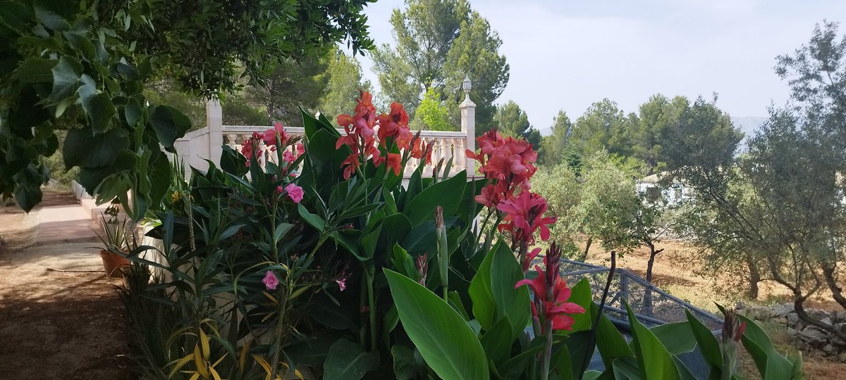 LaChistorrada's tweet image. Flors #fotografía #fotography