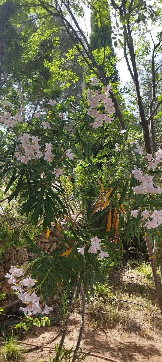 LaChistorrada's tweet image. Flors #fotografía #fotography