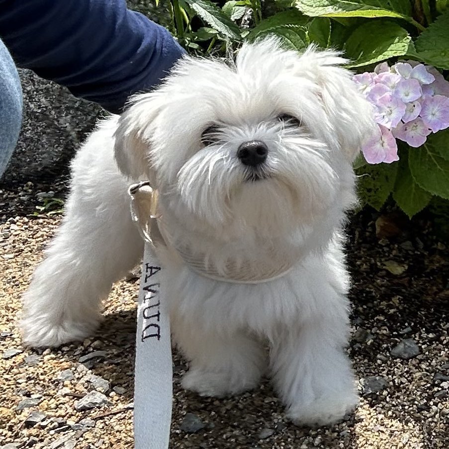 수국을 보러간 감자샐러드