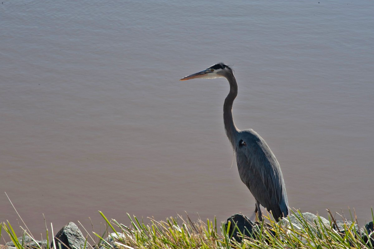 Happy #FathersDay to dads across the #ChesapeakeBay! From fiercely protective fish to nest-building birds, some animals take fatherhood to the next level. Think you can match each Bay dad to his parenting style? Take this @ChesBayJournal quiz to find out: loom.ly/rQ3-UmE