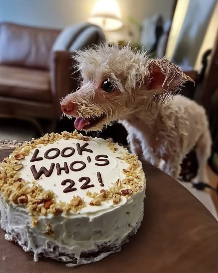 Meet Angie, she's 22 today. Happy birthday Angie 🎂🥳