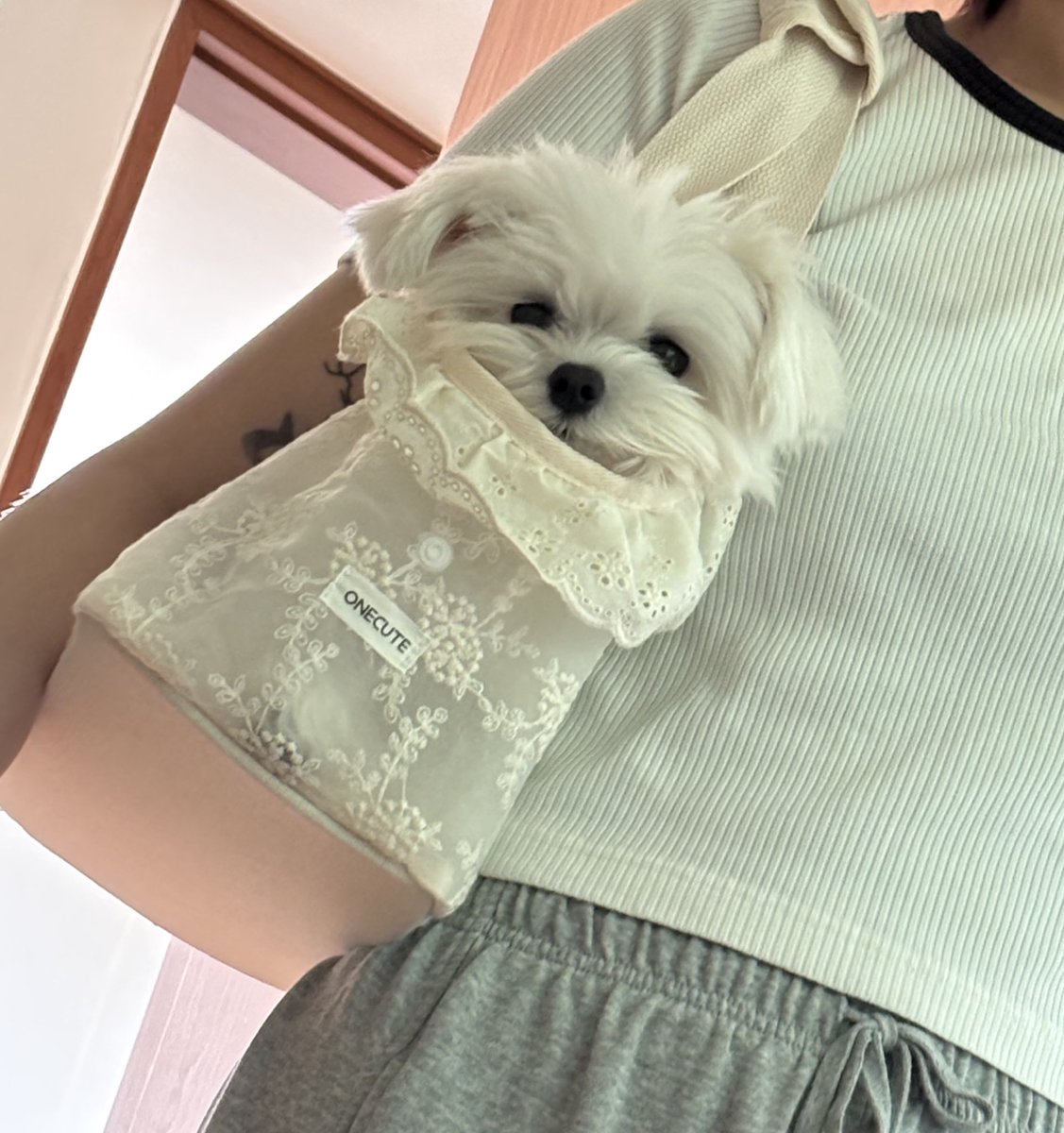 두나의 새 강아지가방
다소 겨드랑이에 강아지인형 끼우고다니는사람처럼보임