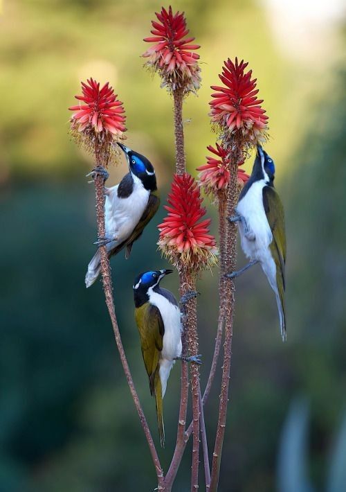 lhkjade921's tweet photo. The Eastern Spinebill native to eastern Australia, distinctive curved bill used to feed on nectar from tubular flowers. black head, white underparts, blue patch around the eye. found in forests, woodlands, and gardens,  New South Wales and Victoria.
#birds wild beauty https://t.co/C0aZCyEbAZ