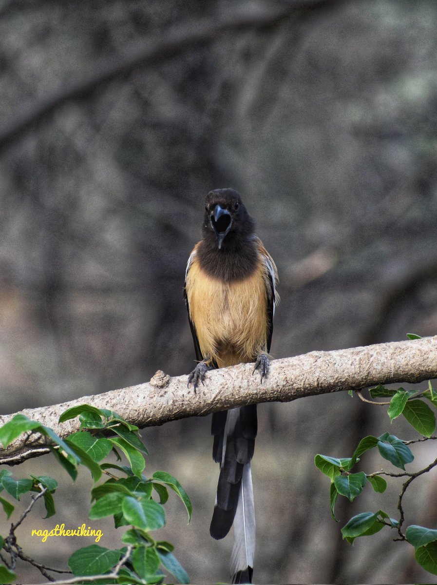 ragstheviking's tweet photo. Rufous Treepie https://t.co/Q11PpSZHVo