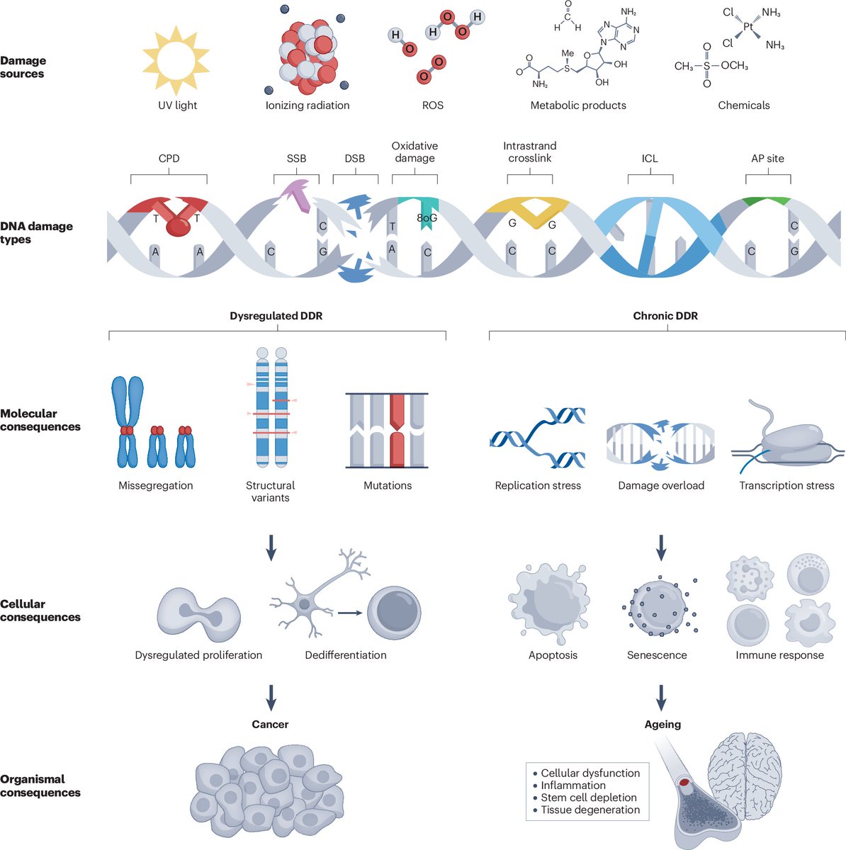 MEDNTD (@medntdj) on Twitter photo Targeting DNA damage in ageing: towards supercharging DNA repair
nature.com/articles/s4157…
via <a href="/NatRevDrugDisc/">Nature Reviews Drug Discovery</a> Targeting DNA damage in ageing: towards supercharging DNA repair
nature.com/articles/s4157…
via <a href="/NatRevDrugDisc/">Nature Reviews Drug Discovery</a>