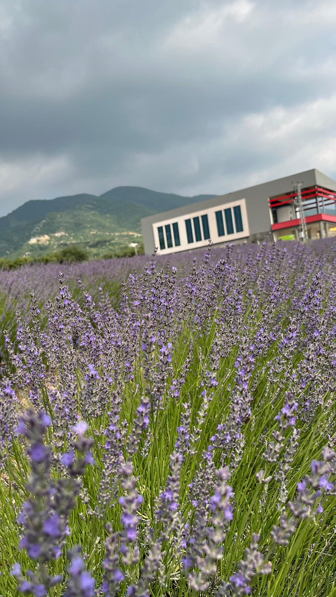 Düziçi Kaymakamlığım döneminde Lavanta bahçesini kurmuştuk..Geriye dönüp baktığımızda artı bir fayda sağlamanın mutluluğu paha biçilemez..
