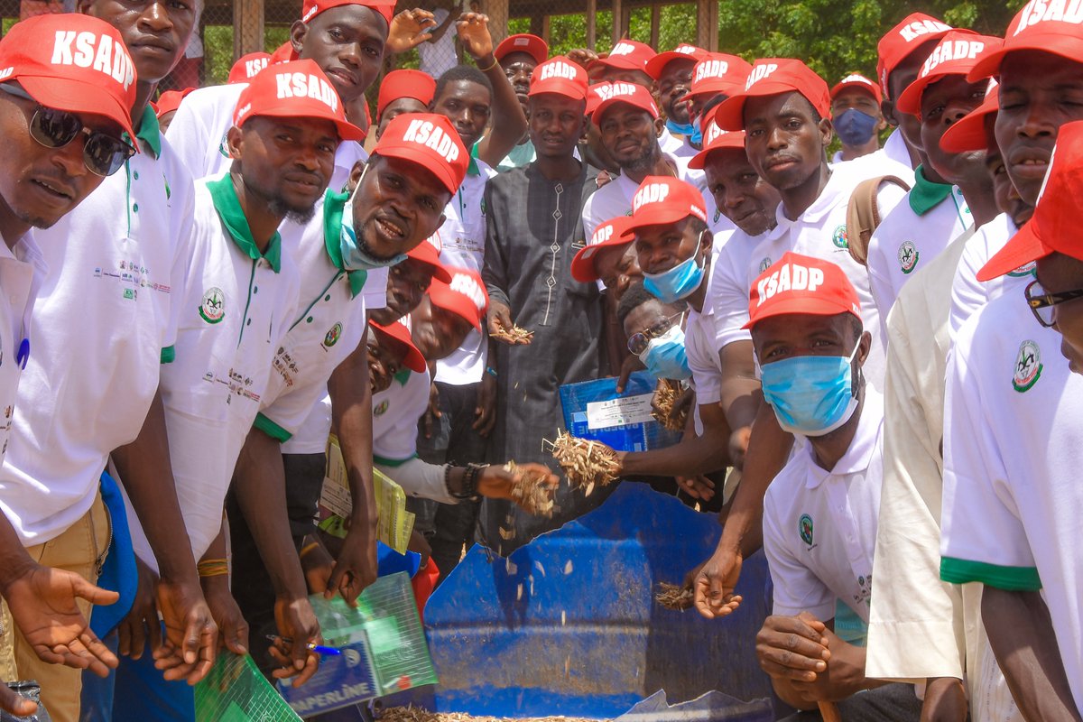 KanoPastoral's tweet image. KSADP funded by #IsDB & #LLF, trains 1,000 youths in Kano on rice straw utilization skills, to provide feed for ruminants, as part of the overall project objectives to create jobs, alleviate poverty, enhance agric productivity & mitigate farmers-herdsmen conflict.