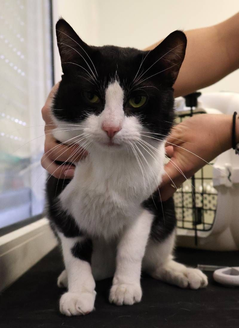 Znaleziono kota, Łódź
Ciapek został znaleizony na ul. Czechosłowackiej. W schronisku przebywa od 8.06.2025 roku. Kot...
wieszgdziezwierz.pl/koty/znalezion…
#kot #znalezionokota #znaleziono #łódź