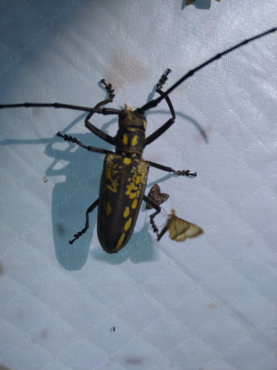 lucanus0119's tweet photo. 今年の灯火採集初め、夏になった! https://t.co/lefUhAwoNK