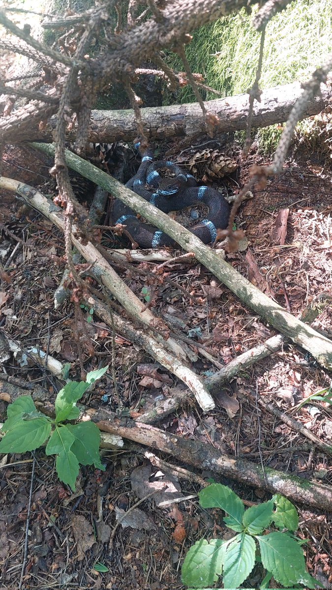 Biku pa Zilajiem kalniem pavazājos un čūsku ar atradu. 🤭