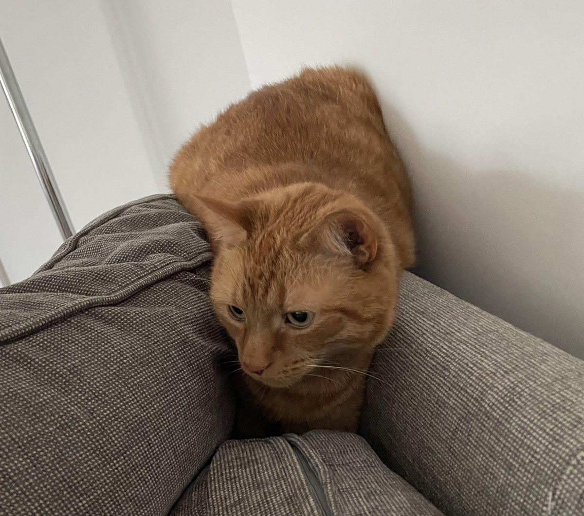 JacK_GingerCat's tweet image. Human thinks that it’s funny to scratch behind the sofa to tempt me 👀…. He’ll regret it when I pounce! 😹
Happy Sunday chums!
JacK 🐾🐾
#CatsOfTwitter #CatsOfX