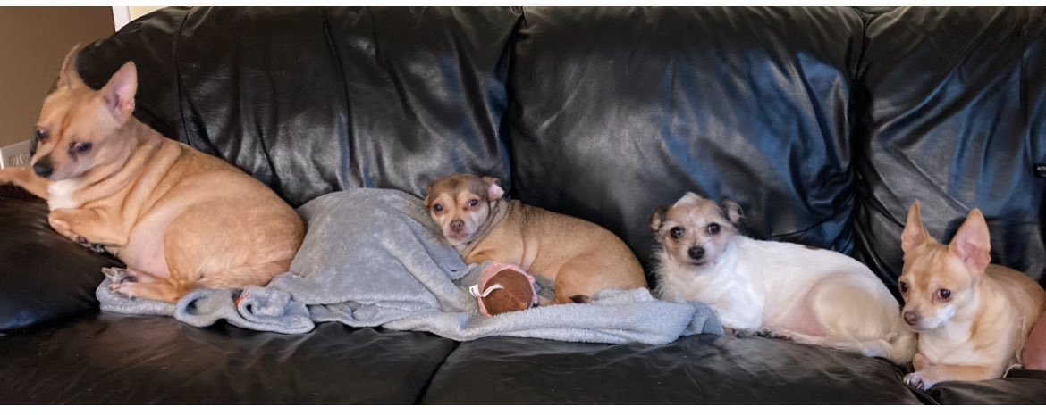 “We'll never forget the way you made us laugh, the way you snuggled with us, and the way you loved us unconditionally. Happy Father's Day, Dad (Chico) 🌈 ~ Chica, Blondie and Delilah 
#HappyFathersDay #FathersDay #FathersDay2025  #Dog #Dogs