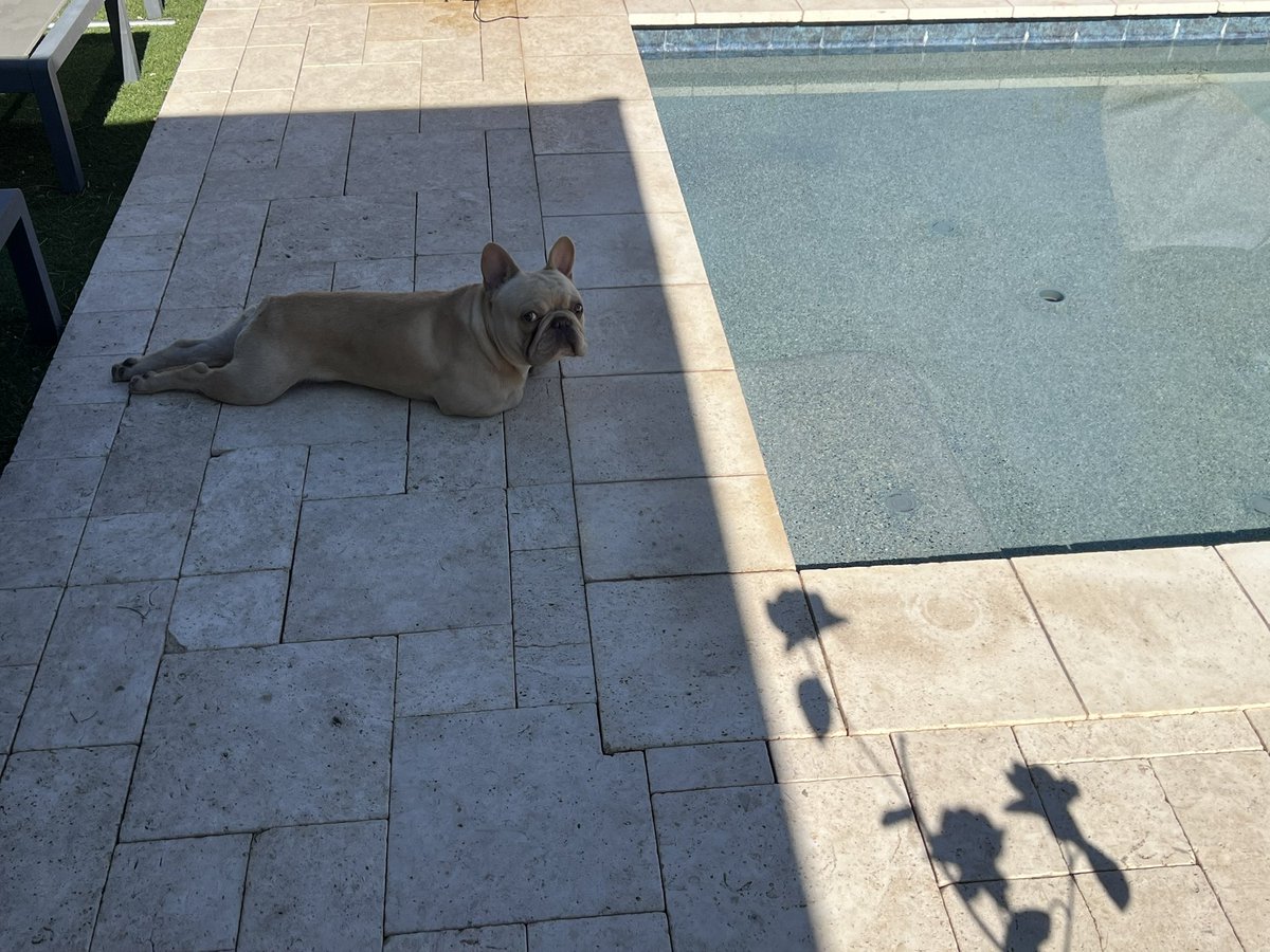 phoenixbottm's tweet photo. Morning by the pool!
#frenchie, #summer #fatherday https://t.co/iOFq3eYMGI