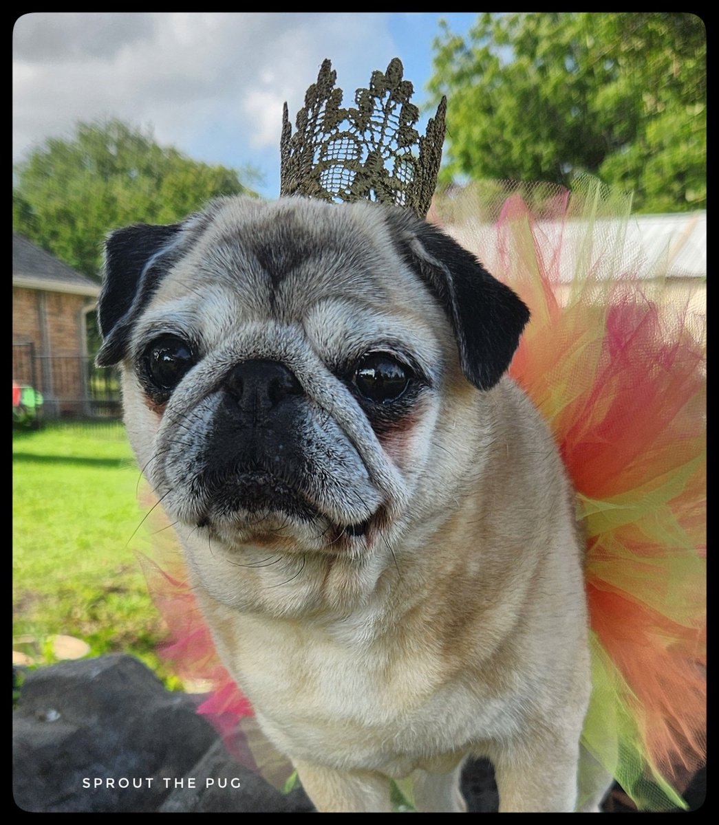 SPROUT HERE! 

I'M 10 YEARS OLD TODAY!! 🎉🥳 
I had to break out my crown for such an occasion 👑
Am I old enough to drive yet? 🙃
#puglife #birthdaygirl #birthday #crown