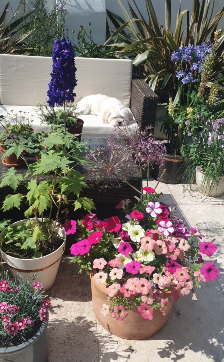 Spot the #dog! Cream on cream with floral flair! #dogslife #gardenlife #dogsofX #dogs